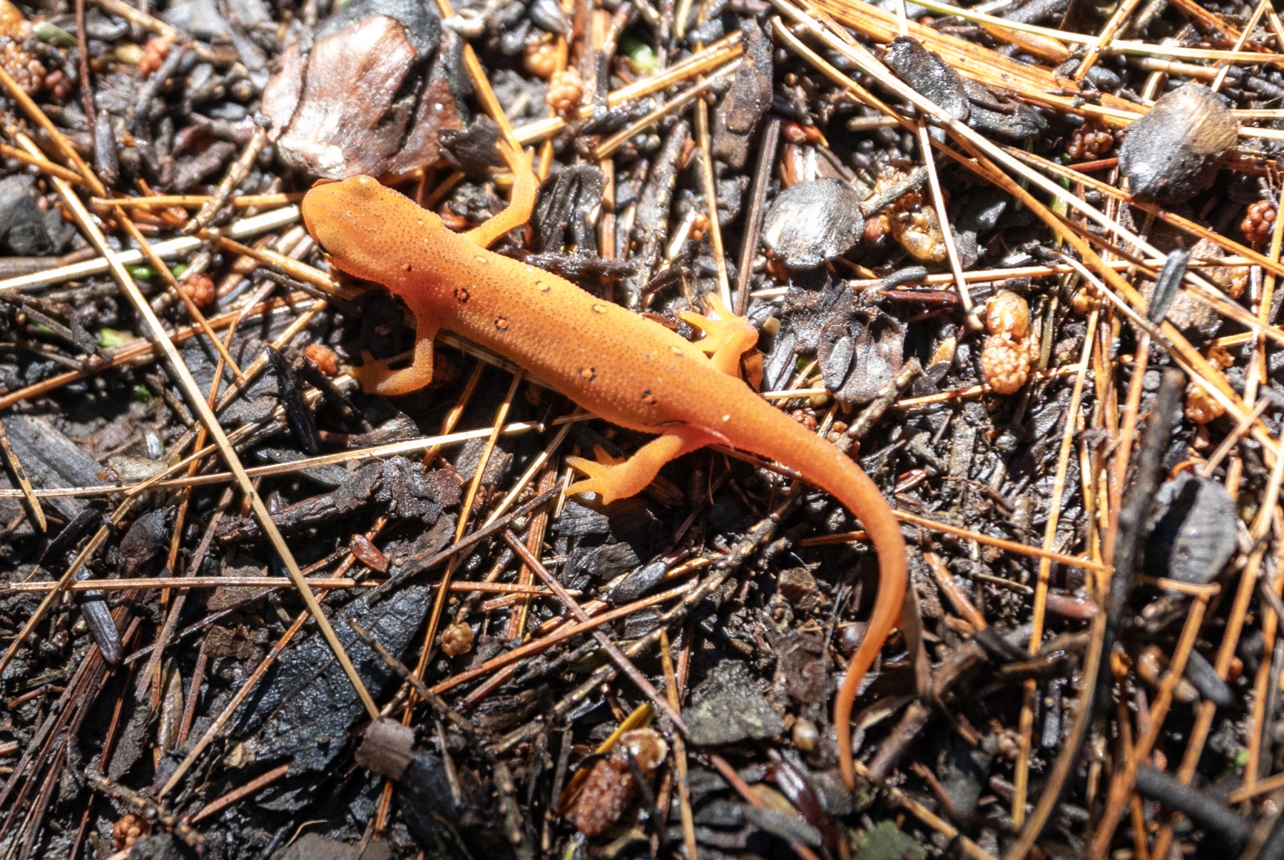 Eastern Newt, Bristol, Vermont